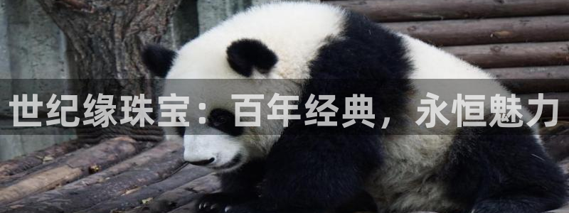 开丰娱乐上7O667：世纪缘珠宝：百年经典，永恒魅力
