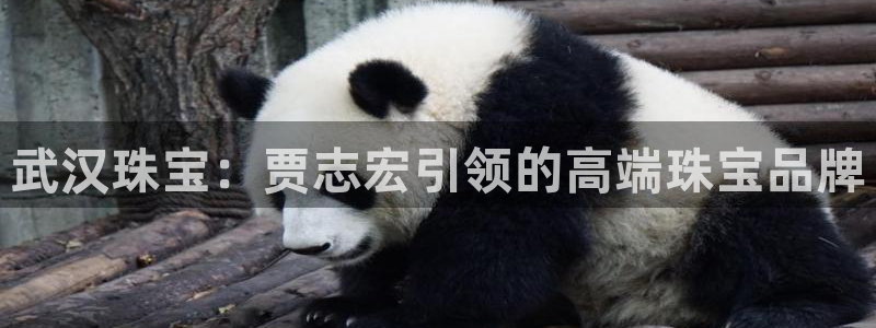 开丰娱乐官网平台下载：武汉珠宝：贾志宏引领的高端珠宝品牌